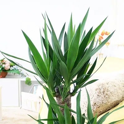 【2026年1月下旬発送】青年の木(ユッカ) 7号+ホワイトスクエア陶器鉢 ストレート