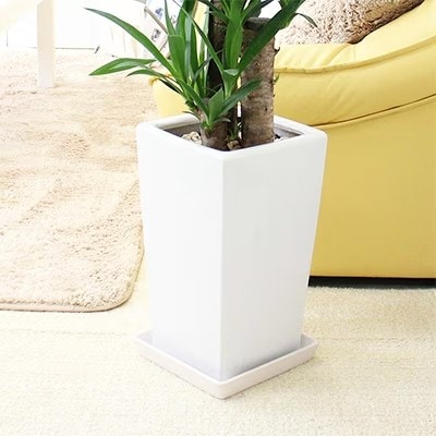 【2026年1月下旬発送】青年の木(ユッカ) 7号+ホワイトスクエア陶器鉢 ストレート