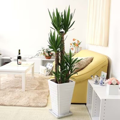 【2026年1月下旬発送】青年の木(ユッカ) 8号 ホワイト陶器鉢