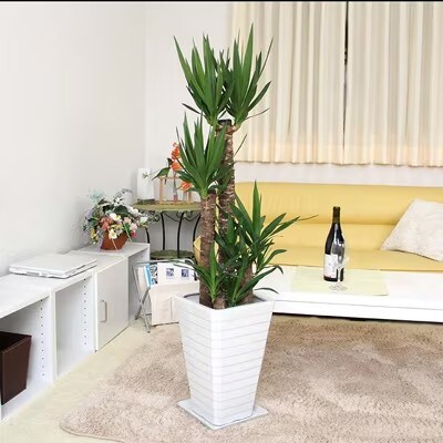 【2026年1月下旬発送】青年の木(ユッカ) 8号 ホワイト陶器鉢