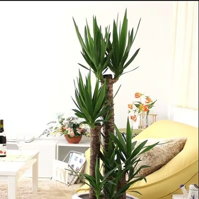 【2026年1月下旬発送】青年の木(ユッカ) 8号 ホワイト陶器鉢