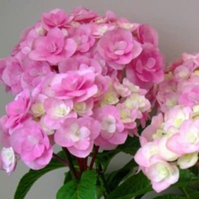 福岡県育種開発のあじさい【筑紫ルビー】鉢植え　5.5号鉢