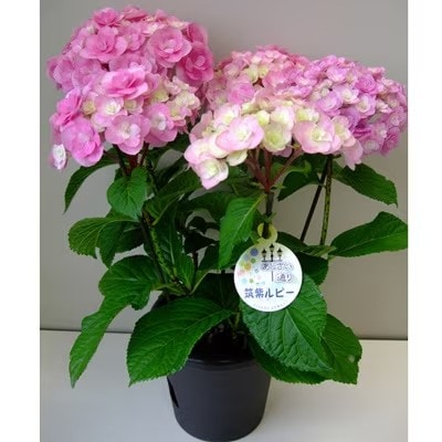 福岡県育種開発のあじさい【筑紫ルビー】鉢植え　5.5号鉢