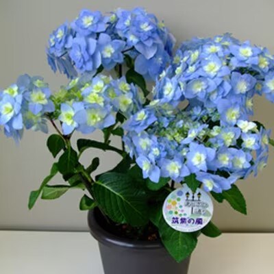 福岡県育種開発のあじさい【筑紫の風】鉢植え　5.5号鉢