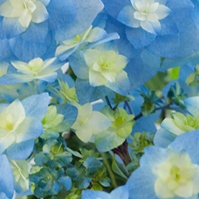 福岡県育種開発のあじさい【筑紫の風】鉢植え　5.5号鉢