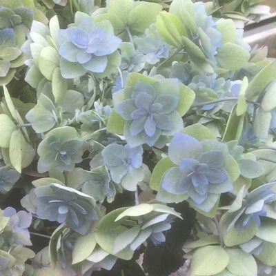 福岡県育種開発のあじさい【筑紫の風】鉢植え　5.5号鉢