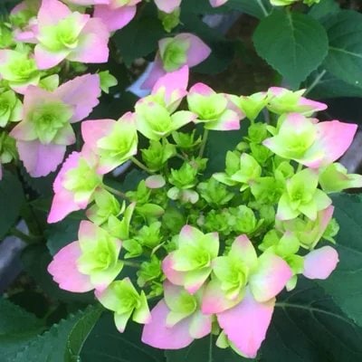 福岡県育種開発のあじさい【筑紫恋風】鉢植え　5.5号鉢