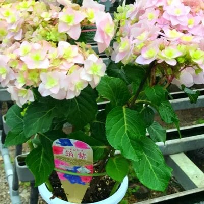 福岡県育種開発のあじさい【筑紫恋風】鉢植え　5.5号鉢