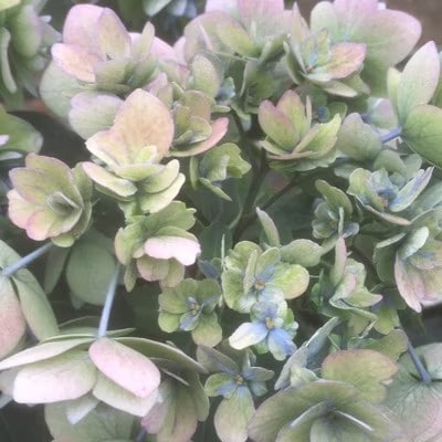 福岡県育種開発のあじさい【筑紫恋風】鉢植え　5.5号鉢