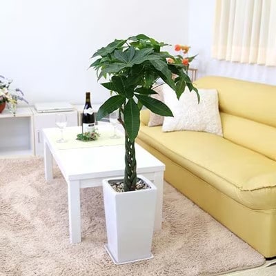 パキラ 7号 ホワイトスクエア陶器鉢 ストレート 高さ:約85cm～1m内外(鉢底より)