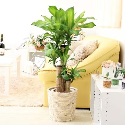 幸福の木 7号 ホワイトバスケット鉢カバー 高さ:約75cm～90cm内外 土の表面:ウッドチップ