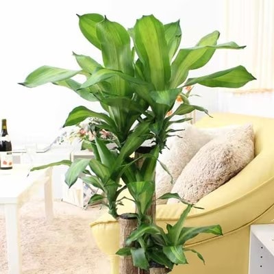 幸福の木 7号 ホワイトバスケット鉢カバー 高さ:約75cm～90cm内外 土の表面:ウッドチップ