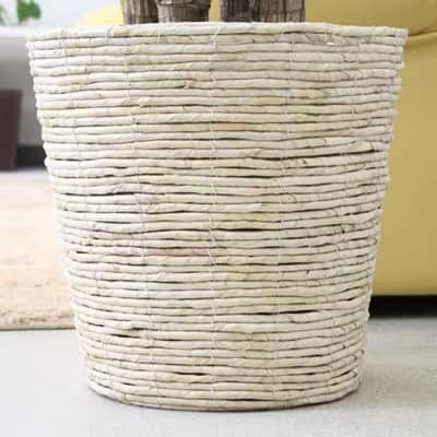 幸福の木 7号 ホワイトバスケット鉢カバー 高さ:約75cm～90cm内外 土の表面:ウッドチップ