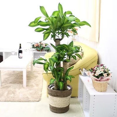 幸福の木 8号 ストライプバスケット鉢カバー 土の表面:ウッドチップ