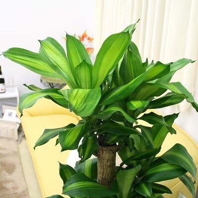 幸福の木 8号 ストライプバスケット鉢カバー 土の表面:ウッドチップ