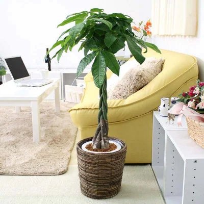 【2026年3月中旬以降発送】パキラ 7号 ブラウンバスケット鉢カバー