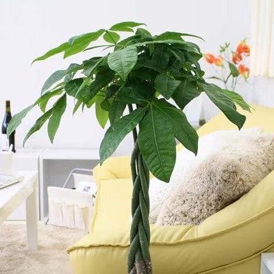 【2026年3月中旬以降発送】パキラ 7号 ブラウンバスケット鉢カバー