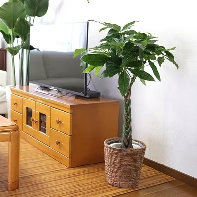 【2026年3月中旬以降発送】パキラ 7号 ブラウンバスケット鉢カバー