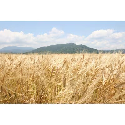 〈天盃〉麦焼酎 いにしえ10年　【202609】