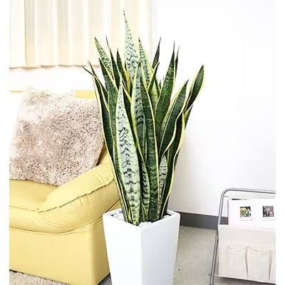 【2026年3月中旬以降発送】サンスベリア 7号 ホワイトスクエア陶器鉢