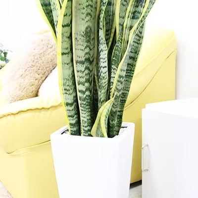 【2026年3月中旬以降発送】サンスベリア 7号 ホワイトスクエア陶器鉢