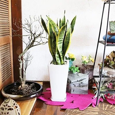 【2026年3月中旬以降発送】サンスベリア 7号 ホワイトスクエア陶器鉢