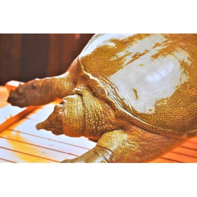 すっぽん鍋一人前・卵黄のはちみつ漬け