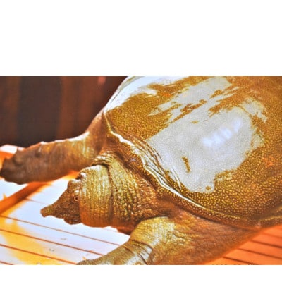 天然すっぽん鍋【1～2人前】