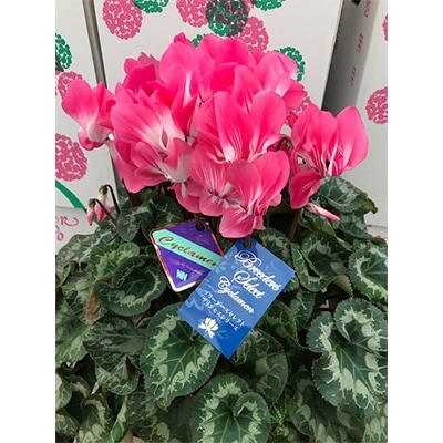 【プリンセスシリーズ】シクラメン5.5号鉢