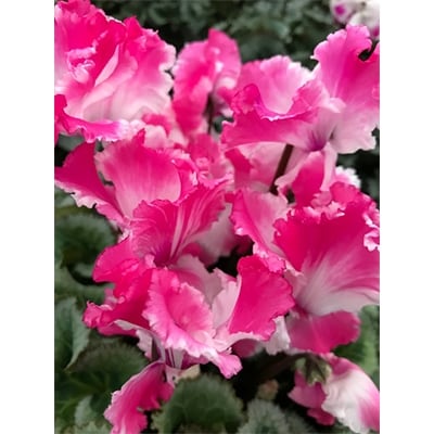 【プリンセスシリーズ】シクラメン5.5号鉢