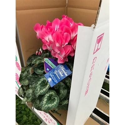 【プリンセスシリーズ】シクラメン5.5号鉢