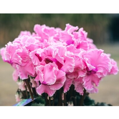 フリンジ咲きシクラメン5.5号鉢