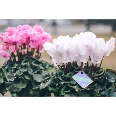 フリンジ咲きシクラメン5.5号鉢