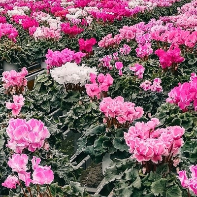 フリンジ咲きシクラメン5.5号鉢