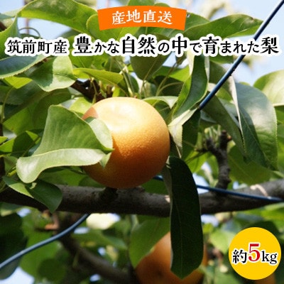 【産地直送】筑前町の豊かな自然の中で育まれた梨(約5kg)【価格改定】
