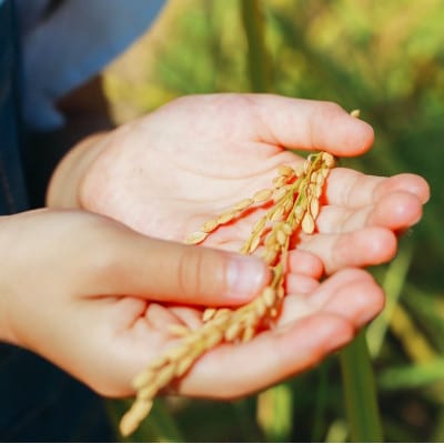令和7年産【無洗米】久保山百年米‐真空パック(2合 300g×5袋)計1.5kgギフトにオススメ!