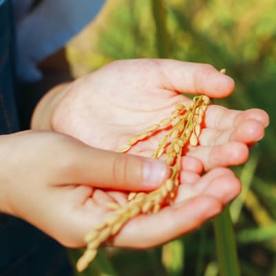 令和7年産 【玄米】久保山百年米 真空パック(2合300g×5袋)計1.5kgギフトにオススメ!