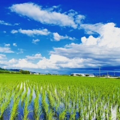 令和7年産　特別栽培米 白米10kg【5kg×2袋】夢つくし/元気つくし