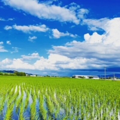 【農家直送】令和7年産 久保山百年米 玄米10kg【5kg×2袋】夢つくし/元気つくし