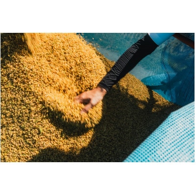 令和7年産 特別栽培米【無洗米】計9kg(3kg×3袋)精米したてを農家直送でお届け!