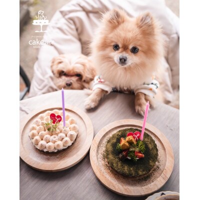 ペットフード【贈り物】【お誕生日】鹿肉のタルトケーキ風(12cm)～ green ～