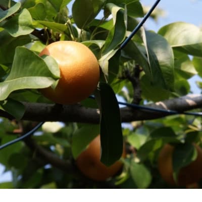 【産地直送】筑前町の豊かな自然の中で育まれた梨　約3kg(5玉～9玉)【202609】