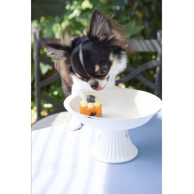 ペットフード(犬のおやつ)　小型犬用鹿肉のタルトケーキ風セット