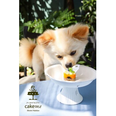 ペットフード(犬のおやつ)　かぼちゃとブルーベリーのタルト　5個入り