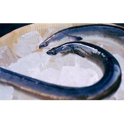 国産 うなぎ 蒲焼き(鹿児島県産) 4尾 (580～620g) 