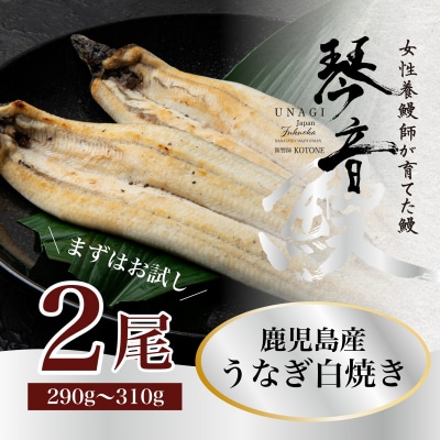 国産 うなぎ 白焼き(鹿児島県産) 2尾 (290～310g) 