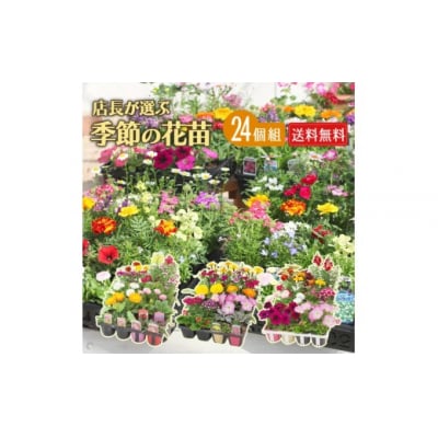 季節の花苗24セット