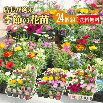 季節の花苗24セット【価格改定】
