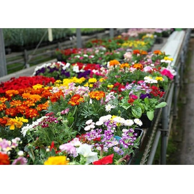 季節の花苗24セット【価格改定】