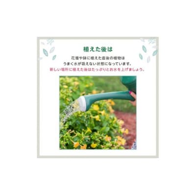 季節の花苗24セット